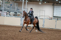 2020 - AB Morgan Horse - Sat, Sept 05 - 12896