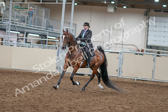 2020 - AB Morgan Horse - Sat, Sept 05 - 12896