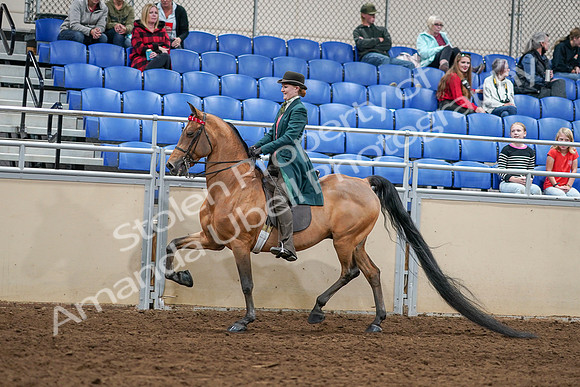 2020 - AB Morgan Horse - Sat, Sept 05 - 13594