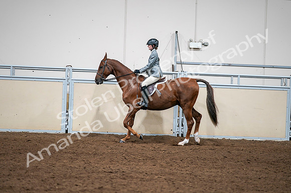 2020 - AB Morgan Horse - Fri, Sept 04 - 03051