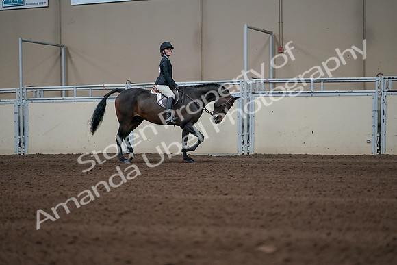 2019 Morgan Horse Show - Sept 01, 2019 - 03850