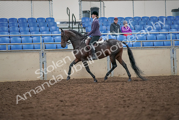 2019 Morgan Horse Show - Aug 30, 2019 - 20149