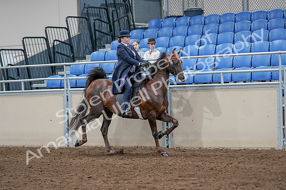 2020 - AB Morgan Horse - Fri, Sept 04 - 08079