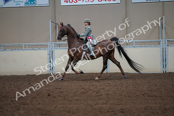 2019 Morgan Horse Show - Aug 30, 2019 - 18250