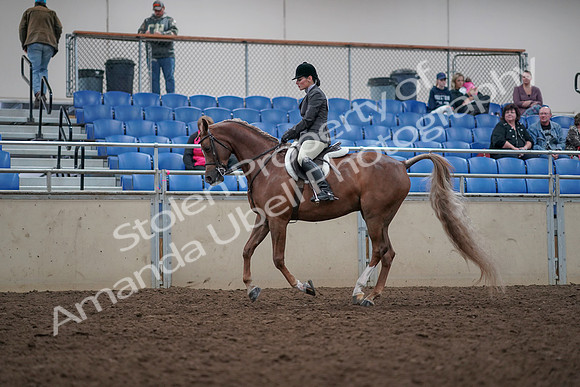 2019 Morgan Horse Show - Aug 31, 2019 - 15999
