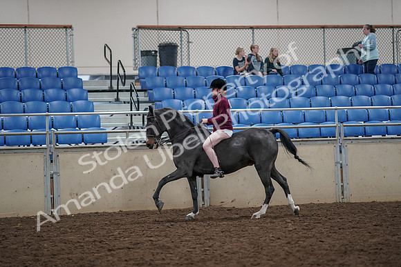 2019 Morgan Horse Show - Aug 30, 2019 - 31303