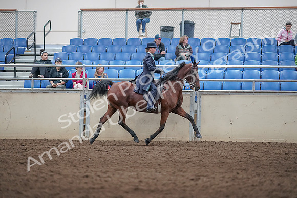 2019 Morgan Horse Show - Aug 31, 2019 - 09544