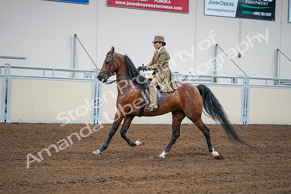 2020 - AB Morgan Horse - Sat, Sept 05 - 08098