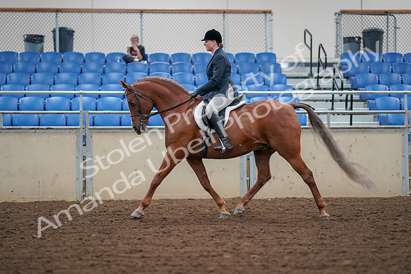 2019 Morgan Horse Show - Aug 30, 2019 - 16018
