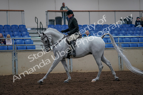 2019 Morgan Horse Show - Aug 31, 2019 - 16020