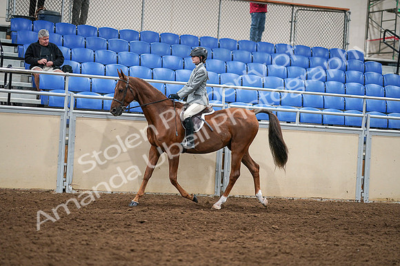 2020 - AB Morgan Horse - Fri, Sept 04 - 02959