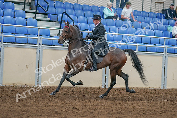 2020 - AB Morgan Horse - Sat, Sept 05 - 07913