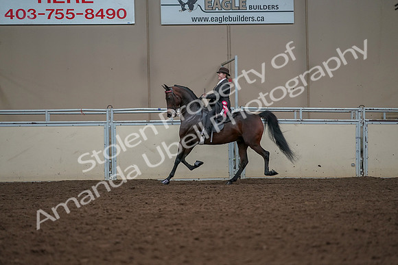 2019 Morgan Horse Show - Aug 30, 2019 - 28326
