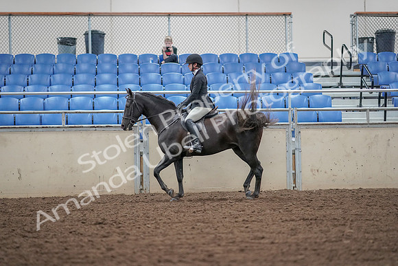 2019 Morgan Horse Show - Aug 30, 2019 - 14893
