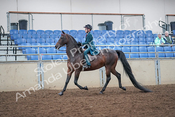 2019 Morgan Horse Show - Aug 30, 2019 - 17847