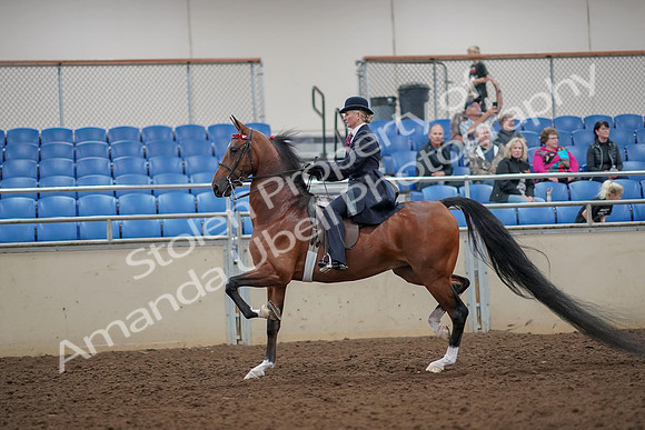 2019 Morgan Horse Show - Aug 30, 2019 - 25083