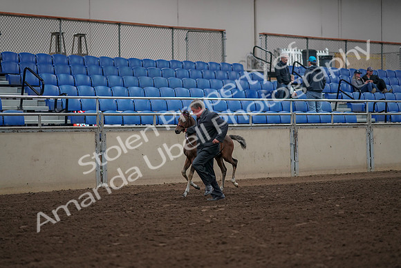 2019 Morgan Horse Show - Aug 31, 2019 - 00366