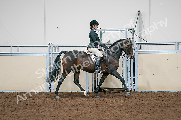 2020 - AB Morgan Horse - Sat, Sept 05 - 14570