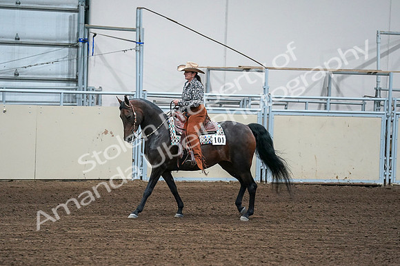 2020 - AB Morgan Horse - Fri, Sept 04 - 00401