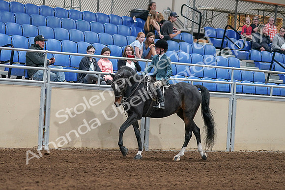 2020 - AB Morgan Horse - Fri, Sept 04 - 07726
