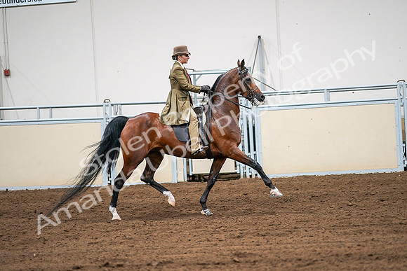 2020 - AB Morgan Horse - Sat, Sept 05 - 08198