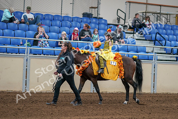 2020 - AB Morgan Horse - Sat, Sept 05 - 05765