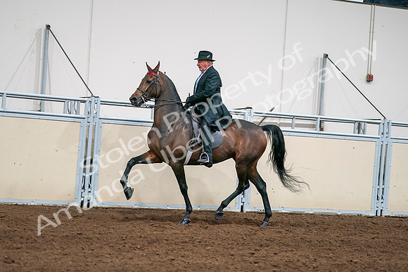 2020 - AB Morgan Horse - Sat, Sept 05 - 08122