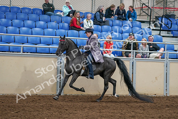 2020 - AB Morgan Horse - Sat, Sept 05 - 13605