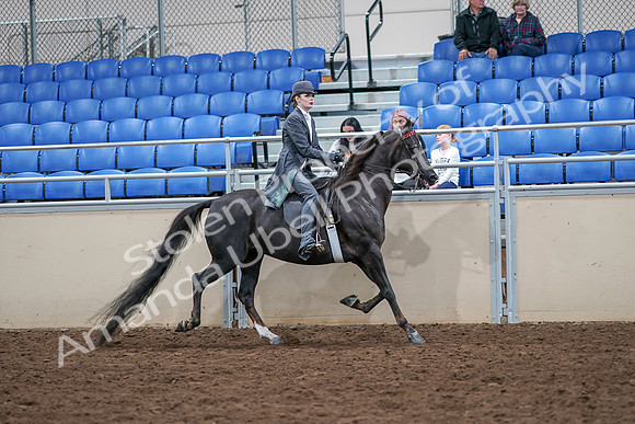 2020 - AB Morgan Horse - Sat, Sept 05 - 13921