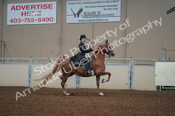 2019 Morgan Horse Show - Aug 30, 2019 - 25280