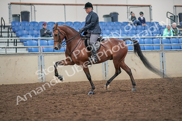 2019 Morgan Horse Show - Aug 30, 2019 - 20367