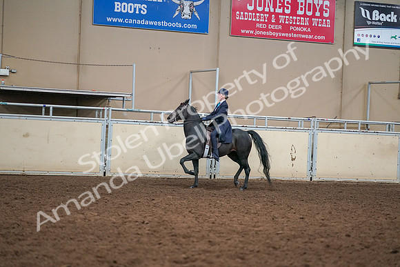 2019 Morgan Horse Show - Aug 30, 2019 - 12222