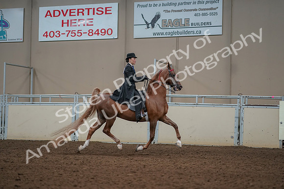 2019 Morgan Horse Show - Aug 30, 2019 - 25277