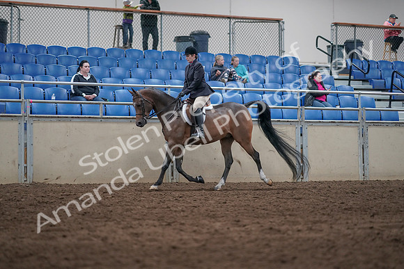 2019 Morgan Horse Show - Sept 01, 2019 - 08506