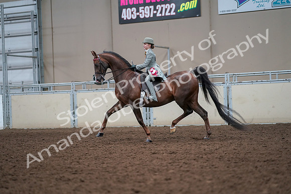 2019 Morgan Horse Show - Aug 30, 2019 - 18262