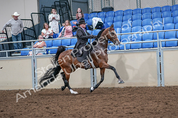 2020 - AB Morgan Horse - Sat, Sept 05 - 13217