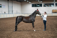 2020 - AB Morgan Horse - Sat, Sept 05 - 00641