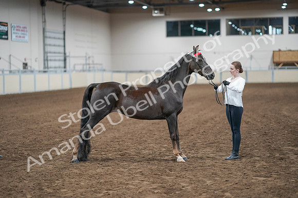 2020 - AB Morgan Horse - Sat, Sept 05 - 00641