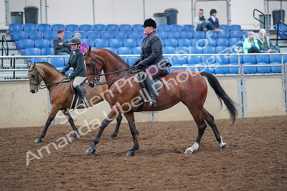 2019 Morgan Horse Show - Aug 30, 2019 - 20524