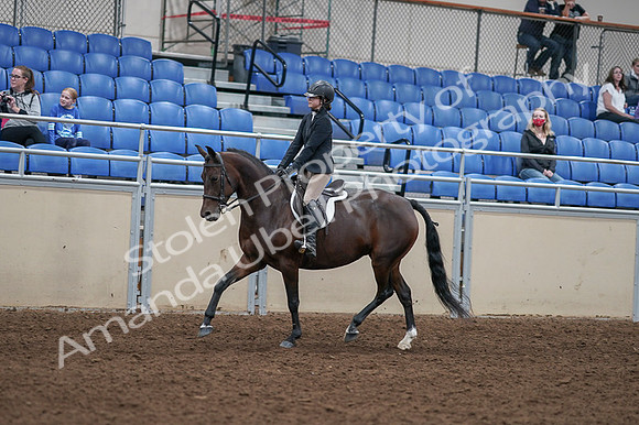 2020 - AB Morgan Horse - Fri, Sept 04 - 05899