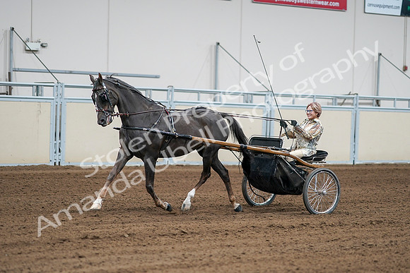 2020 - AB Morgan Horse - Sat, Sept 05 - 06003