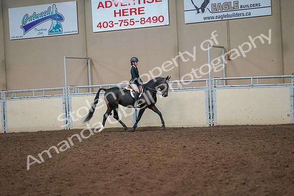 2019 Morgan Horse Show - Aug 30, 2019 - 12343