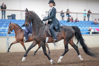 2019 Morgan Horse Show - Aug 31, 2019 - 08479