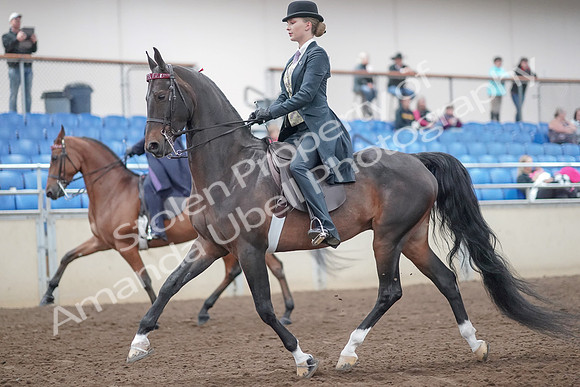 2019 Morgan Horse Show - Aug 31, 2019 - 08479