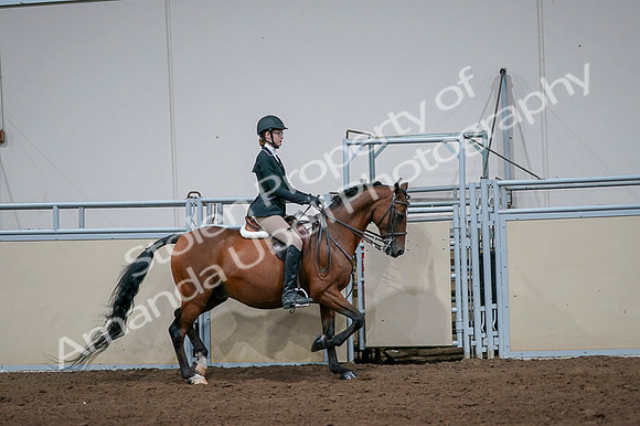 2020 - AB Morgan Horse - Fri, Sept 04 - 06021