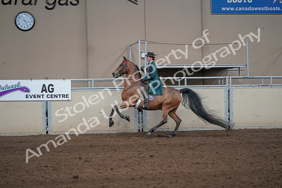 2019 Morgan Horse Show - Sept 01, 2019 - 13247