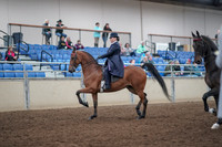 2019 Morgan Horse Show - Aug 31, 2019 - 08470