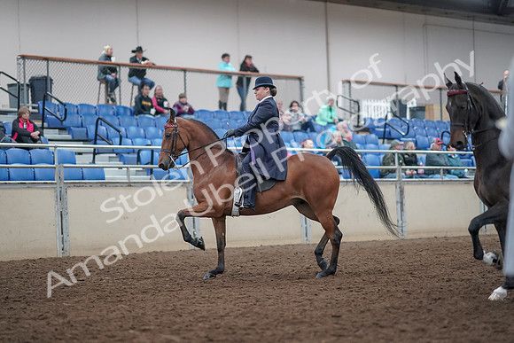 2019 Morgan Horse Show - Aug 31, 2019 - 08470