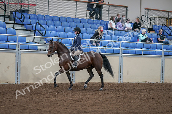 2020 - AB Morgan Horse - Fri, Sept 04 - 05879