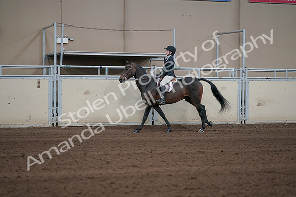 2019 Morgan Horse Show - Sept 01, 2019 - 03763